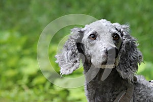 A close up of a gray poodle with soulful eyes