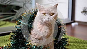 Close up, Gray Scottish Cat Sits in a Christmas Sparkling Green Garland in Room