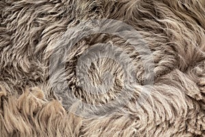 Close up of a gray sheepskin rug, carpet fur as background