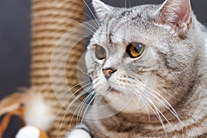 Gray shorthair scottish striped cat on background of brown scratching post