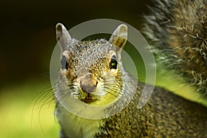 Close up of a gray squirrel
