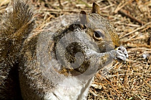 Close up of a gray squirrel (Sciurus carolinensis)