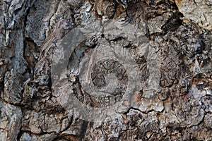 Close-up of the gray structure of the tree bark, background.