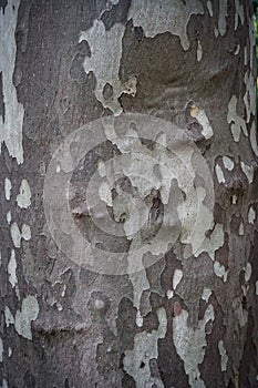 Close-up of gray sycamore tree bark