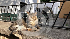 Close up of gray tabby cat with green eyes lies on a curb in Antalya old town Kaleici on a sunny day. Horizontal HD video