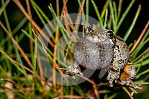 Gray Tree Frog calling in a pine tree.