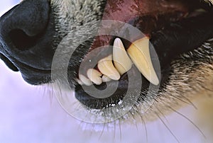 Close Up of Gray Wolf Snarling