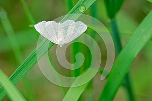 Notodontidae moth