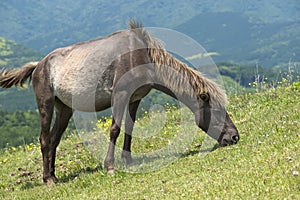 Close up grazing horse