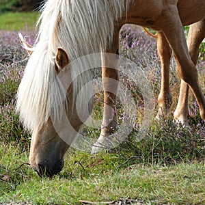 Grazing Icelandic Palomino