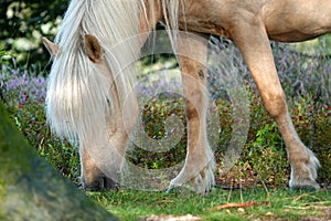 Close-up of a grazing Palomino