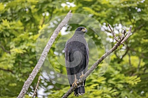 Close-up of a Great black hawk, Pantanal Wetlands, Mato Grosso, Brazil