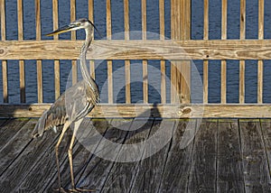 Great Blue Heron Posing on the Wooden Dock