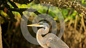 Close up of a great blue heron in the Galapagos Islands photo