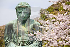 Close up great buddha with sakura foreground photo