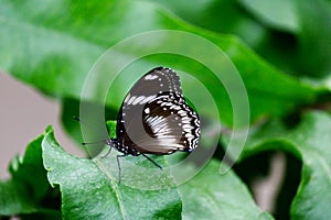 Close-up of a Great common eggfly butterfly
