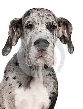 Close-up of Great Dane puppy, 3 months old