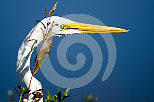 Close up of Great Egret beak and green lores