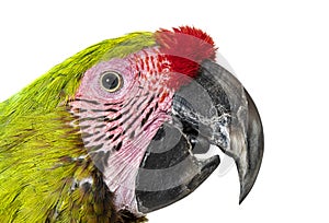 Close-up of a Great green macaw head shot, open beak, Ara ambiguus, Isolated on white