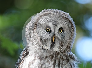 Close up of a Great Grey Owl