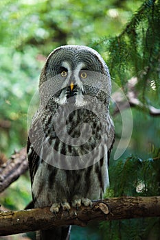 Close up of a Great Grey Owl