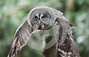 Close up of a Great Grey Owl