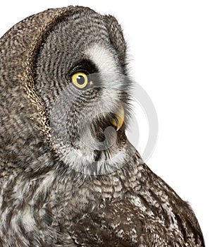 Close up of Great Grey Owl or Lapland Owl, Strix nebulosa, a very large owl