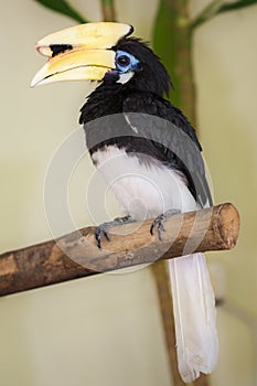 Close up of Great hornbill bird