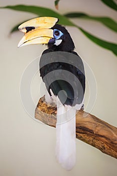 Close up of Great hornbill bird