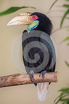 Close up of Great hornbill bird