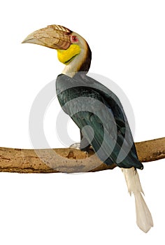 Close up Great hornbill isolate on white background