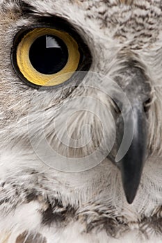 Close-up of Great Horned Owl