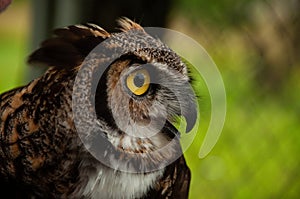 A close-up of a Great Horned Owl outside