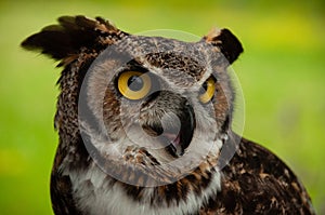 A close-up of a Great Horned Owl outside