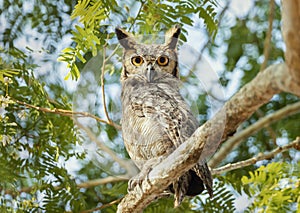 Close up of Great horned owl perched in a tree