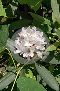 Close-up of a Great Laurel in the Blue Ridge Mountains