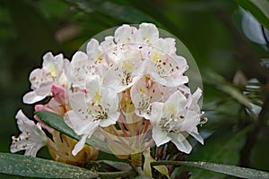 Close-up of a Great Laurel in the Blue Ridge Mountains