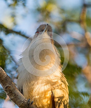 Close-up of the Great Lizard Cuckoo photo