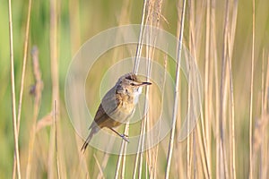 Close up of a great reed warbler, acrocephalus arundinaceus, bird singing in reeds