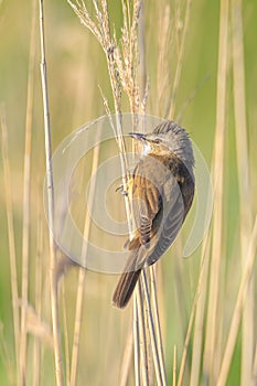 Close up of a great reed warbler, acrocephalus arundinaceus, bird singing in reeds