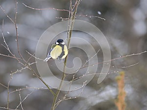 Close up Great tit, Parus major bird perched on the bare tree branch at winter time. Bird feeding concept. Selective