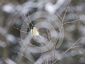 Close up Great tit, Parus major bird perched on the bare tree branch at winter time. Bird feeding concept. Selective focus