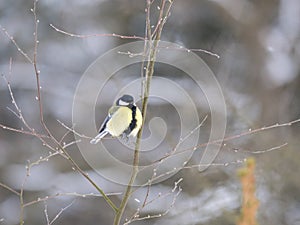 Close up Great tit, Parus major bird perched on the bare tree branch at winter time. Bird feeding concept. Selective focus