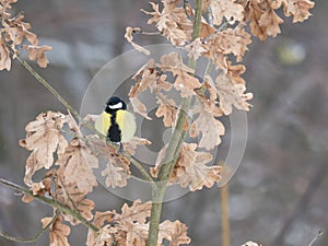 Close up Great tit, Parus major bird perched on the oak tree branch at winter time. Bird feeding concept. Selective