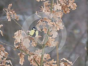 Close up Great tit, Parus major bird perched on the oak tree branch at winter time. Bird feeding concept. Selective