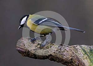 close-up of a great tit (Parus major) sitting on a branch