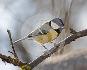 great tit sitting on branch