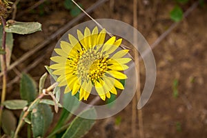 Close up of Great Valley Gumweed