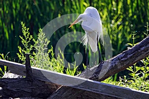 Close-up of a Great White Egret sunning on a creek side log
