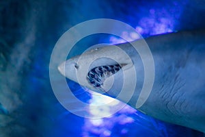 Close up of the Great white shark underwater